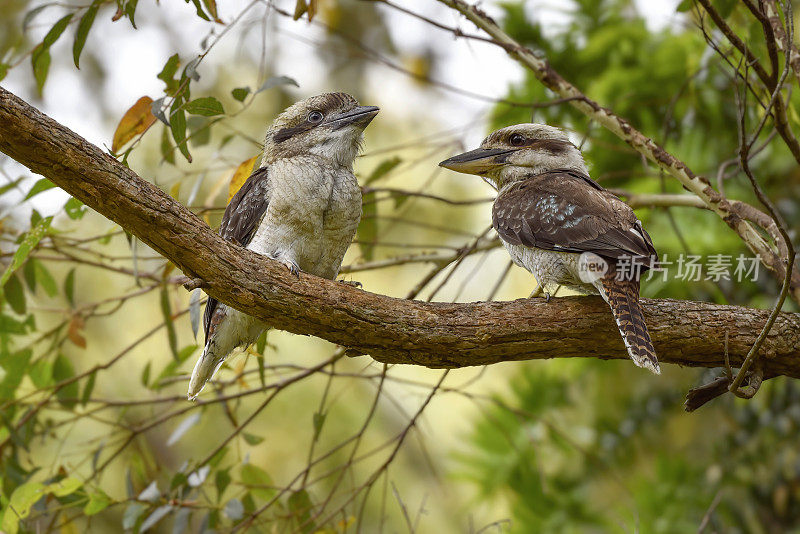 两个Kookaburra (Dacelo novae几内eae)